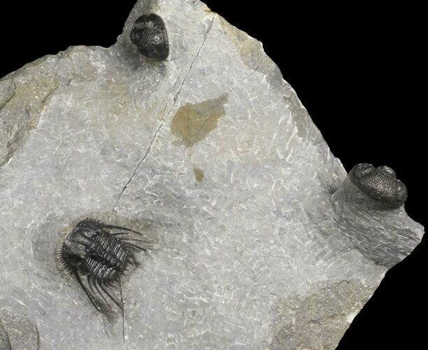 Leonaspis, Morocops & Gerastos Trilobite Association - Issoumour #154809